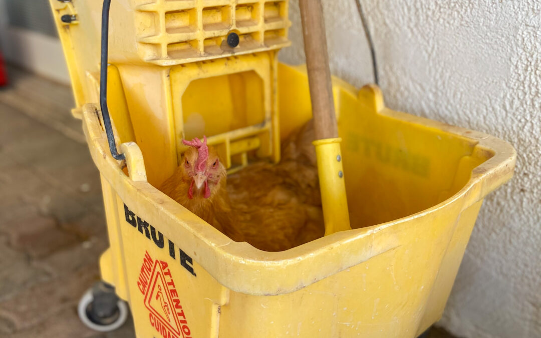 Mop Bucket Shenanigans: One Farmer’s Tale of Her Crazy Chickens’ Chosen Nest Box