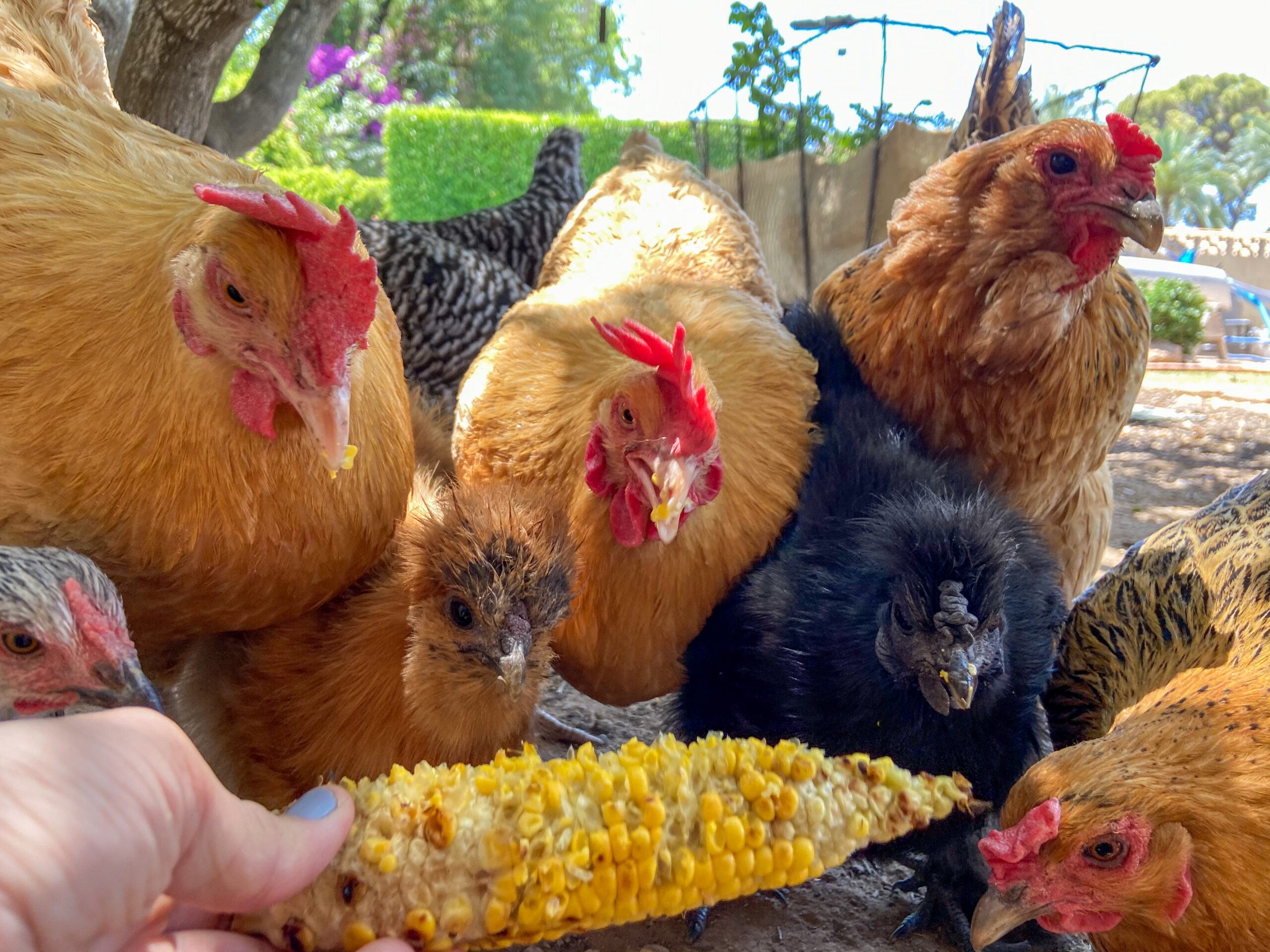 Chickens eating corn off the cobb