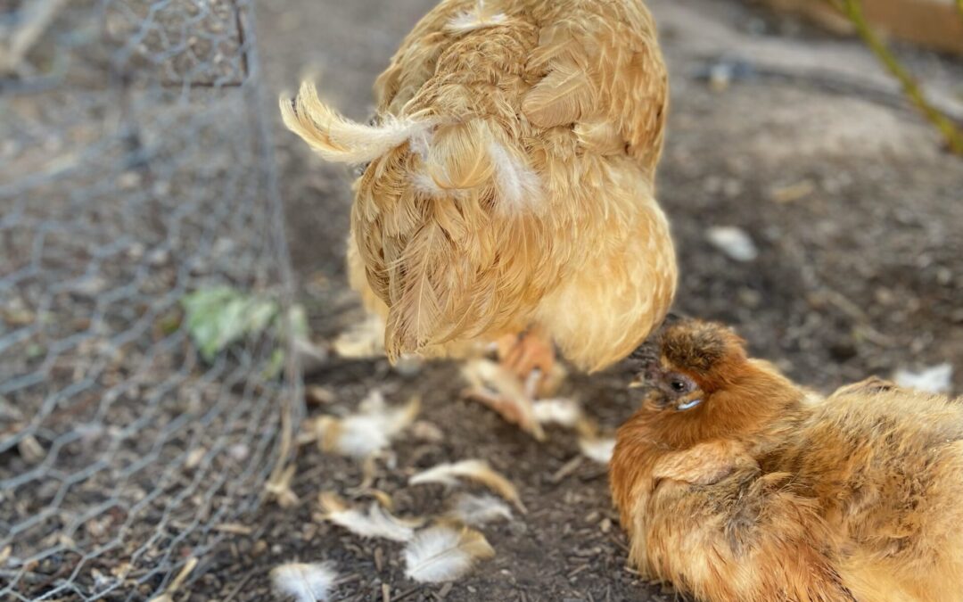 Molting Chickens