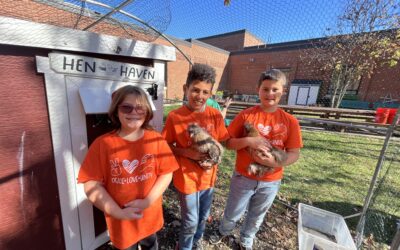 2023 Projects at Chickens.org