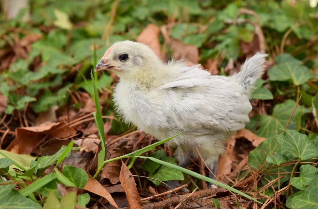 Sourcing Chickens: Where to find and buy chickens