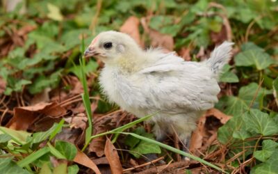 Sourcing Chickens: Where to find and buy chickens