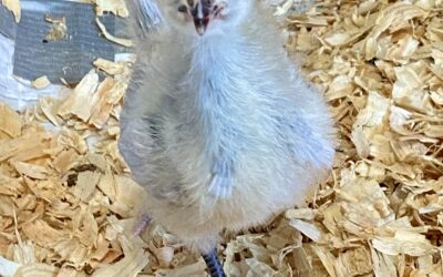 What to Look for When Purchasing Healthy Chickens